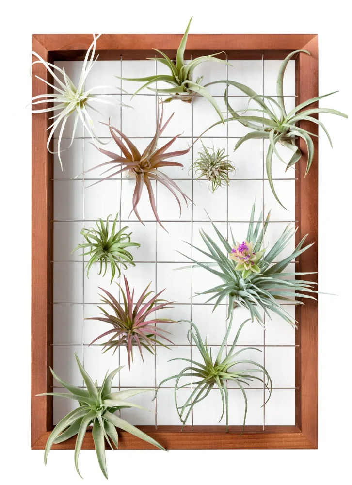 Air Plant Holder, 16 in