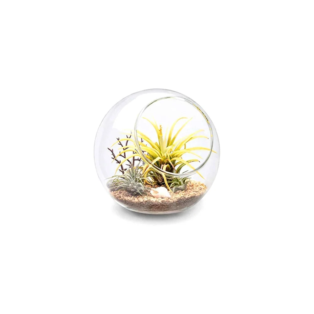 Plant Terrarium Display Glass Tabletop, Clear