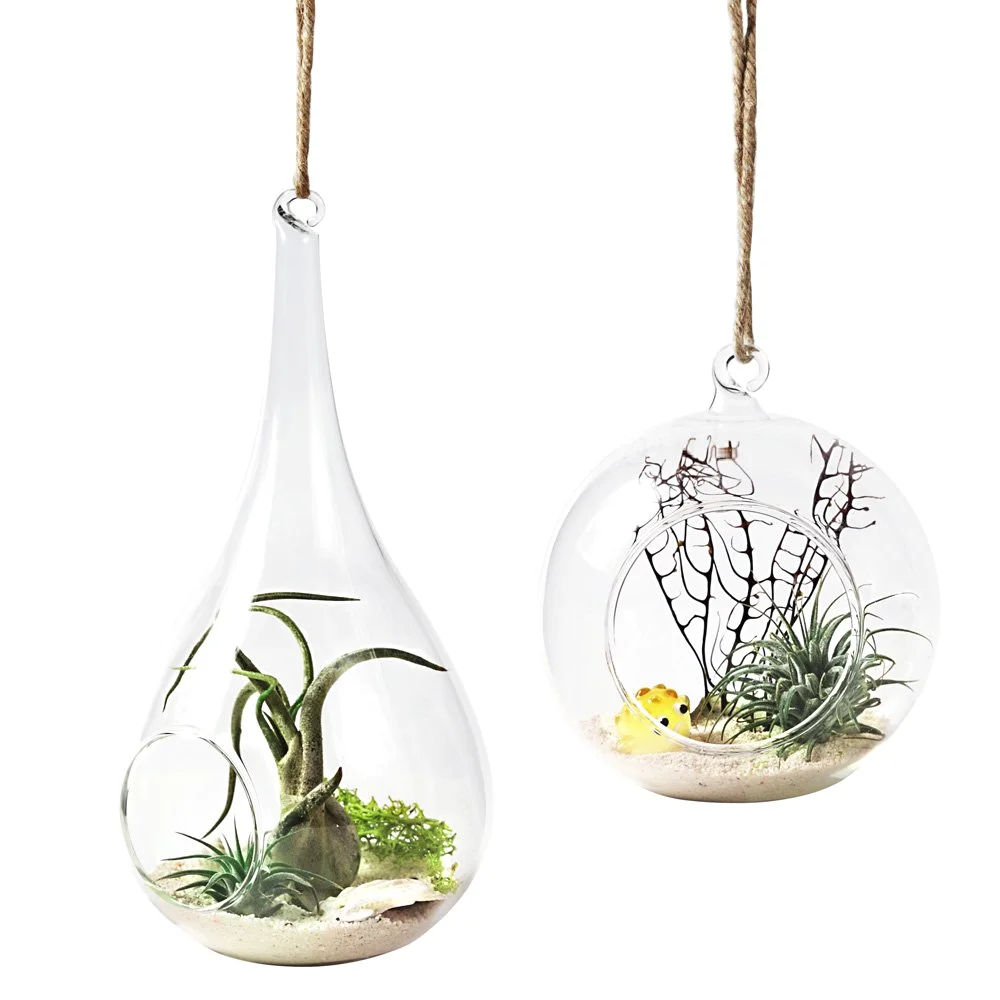 Hanging Glass Terrarium, 2-pack