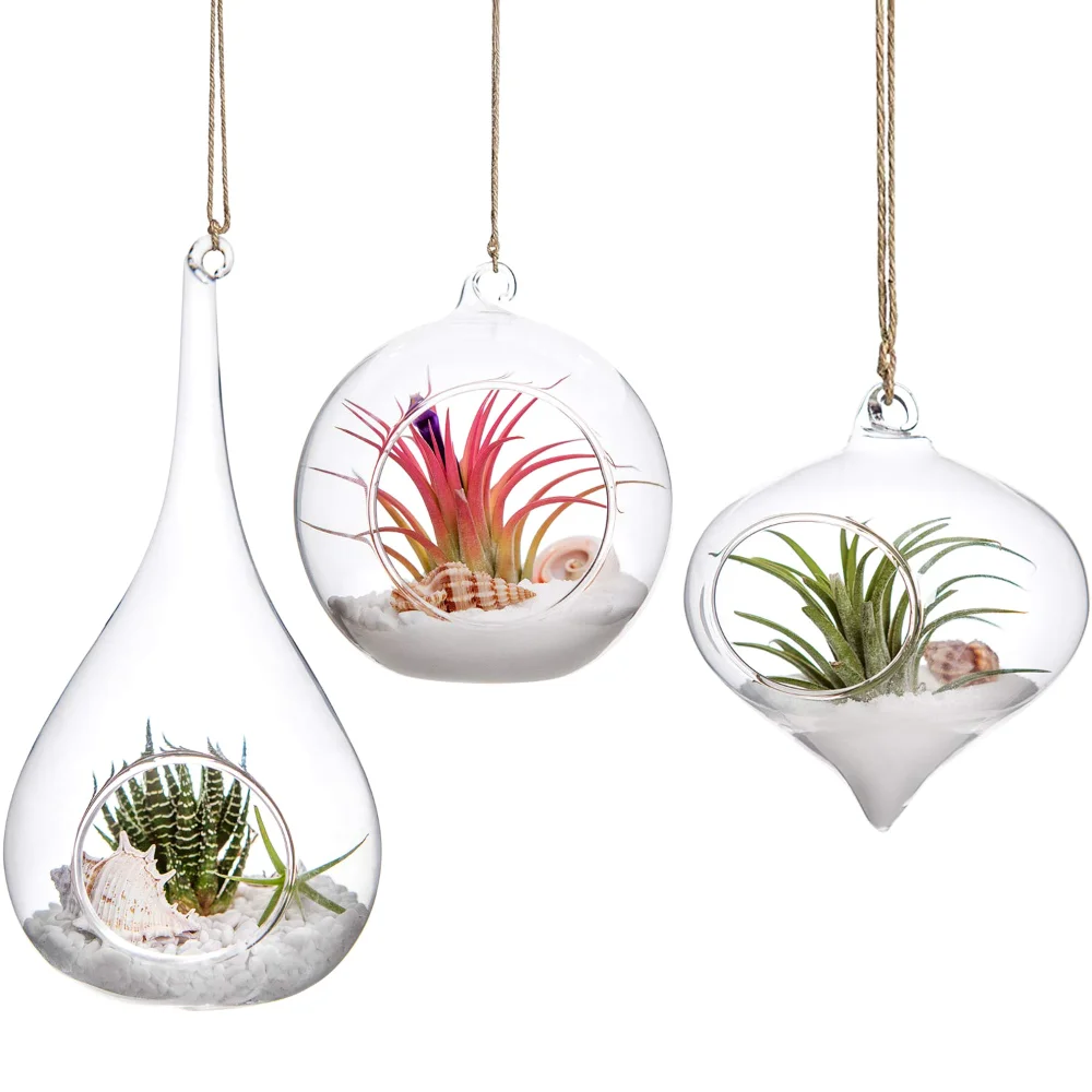Air Plant Holder, 3-pack