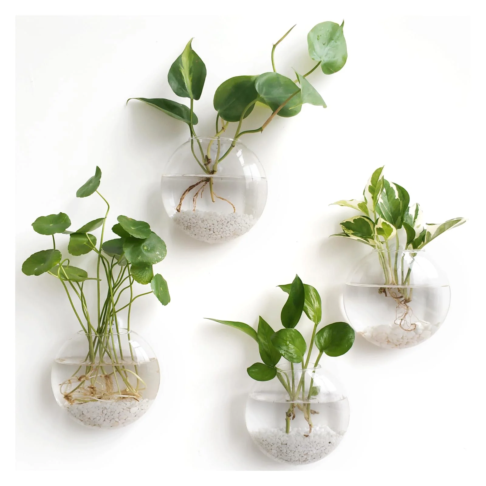 Four oblate wall planters, each holding a single stem. The water line sits below the lowest leaf.