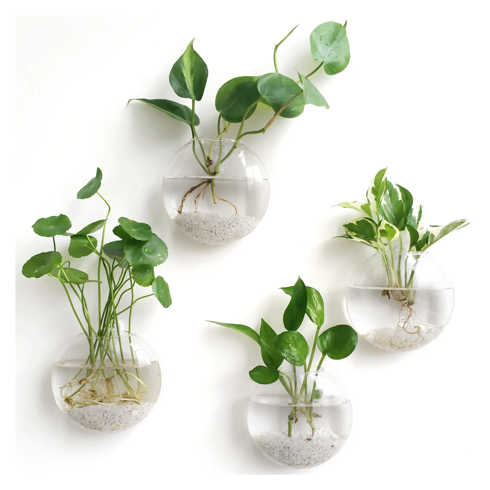 Cuttings in glass, week by week