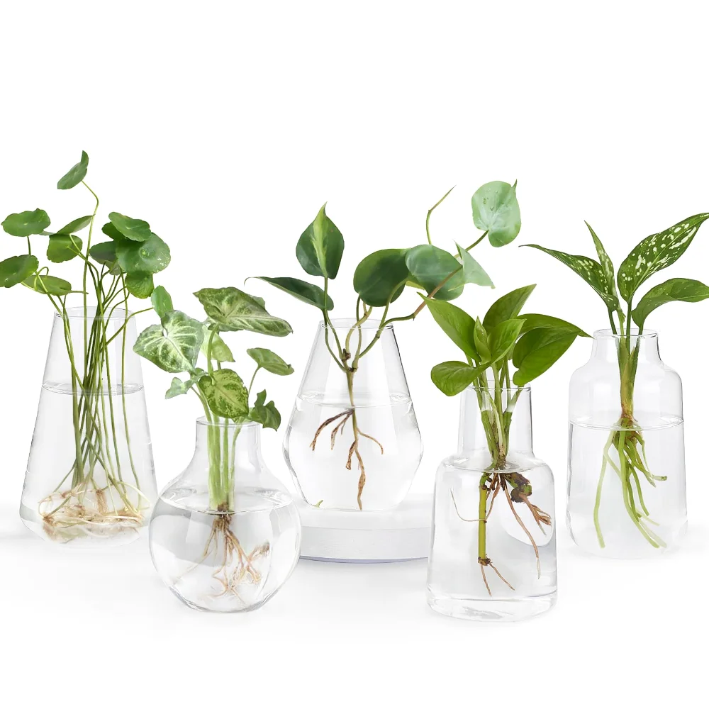 Propagation Vase 5 Glass Jars, Clear