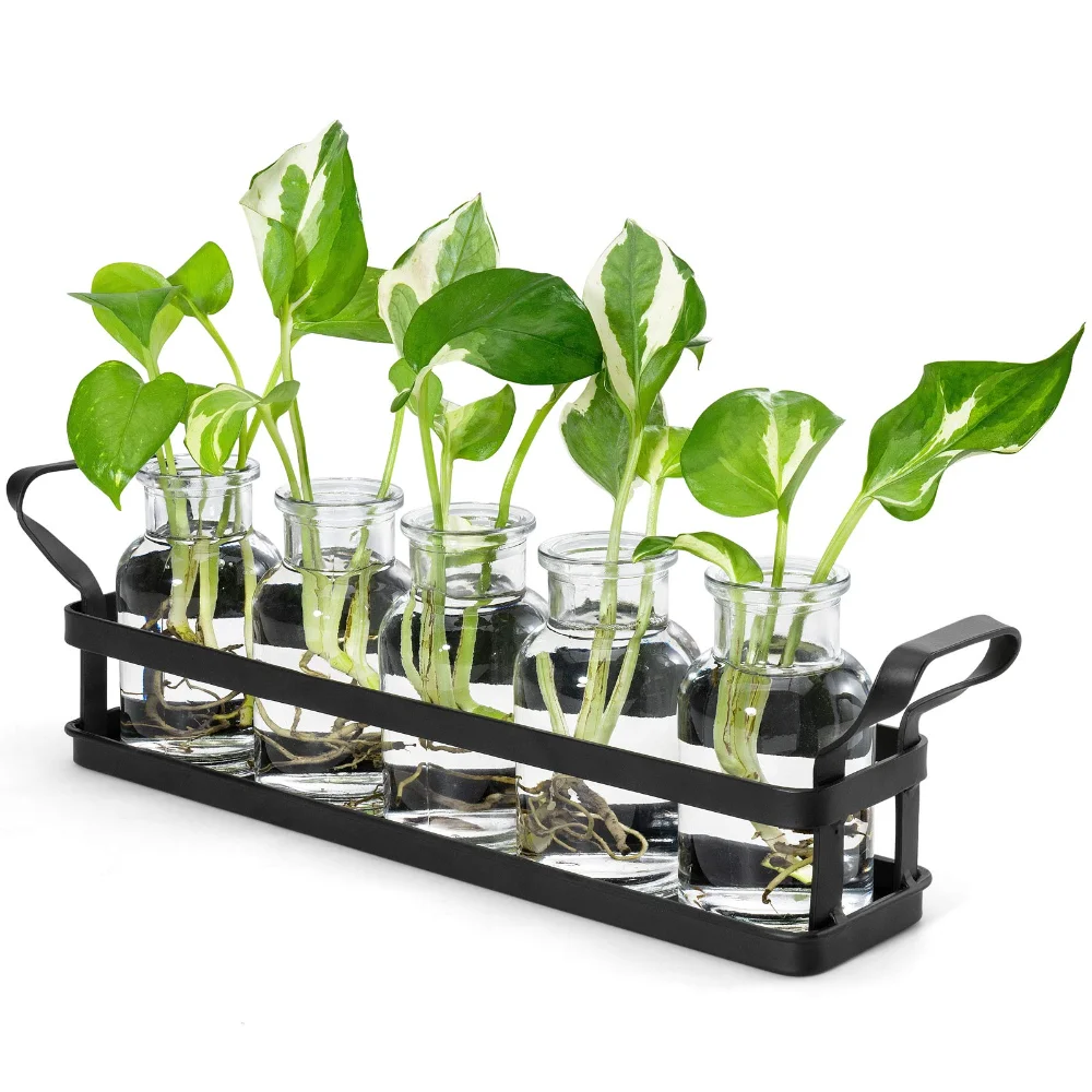 Propagation Stations, 5 jars, Black